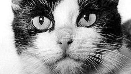 استضافة قطط - Cats Hosting - الرحمة بالحيوانات - Mercy With  Animals-