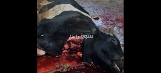 الهرم جيزه - 2