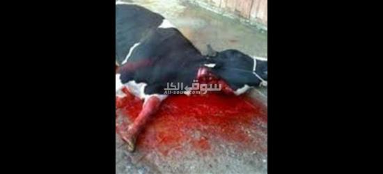 الهرم جيزه - 3