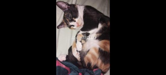 قطتين للتبني - 3