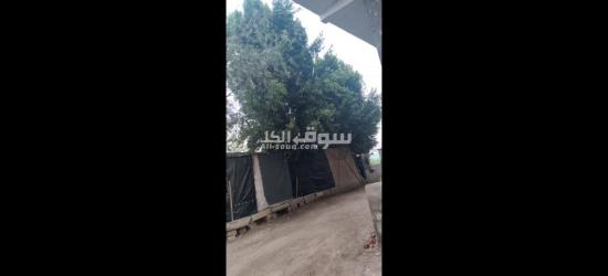 الفيوم الصيفيه الجديده خلف مخبز ابو ياسر حجاج - 11