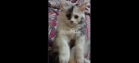 حيوانات - 2