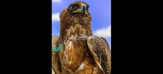 منزل للبيع في المنصورة شارع توريل