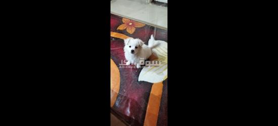 كلبة جيرفون فرنساوي - 2
