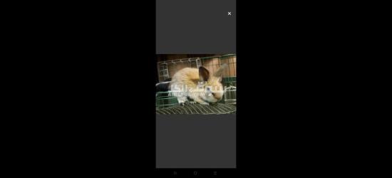 ارانب زينه - 2