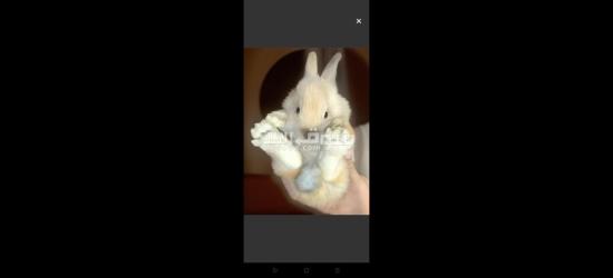 ارانب زينه - 3