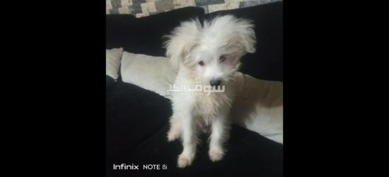 كلب جيرفون الماني للبيع عنده 6 شهور - 4