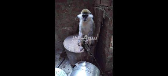 نسناس انثي من فصيلة القرود للعب معها والمرح! - 2