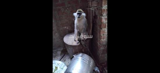 نسناس انثي من فصيلة القرود للعب معها والمرح! - 2
