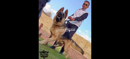 أسس علاقة قوية مع كلبك من خلال التدريب السليم - 2