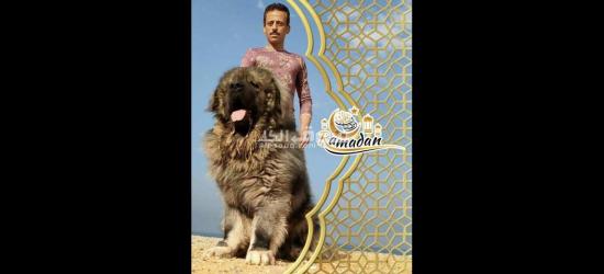 أسس علاقة قوية مع كلبك من خلال التدريب السليم - 3
