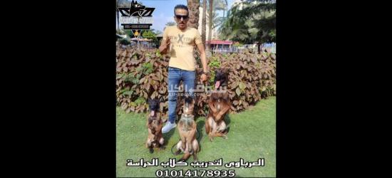 أسس علاقة قوية مع كلبك من خلال التدريب السليم - 4
