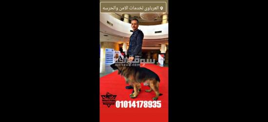 تدريب كلاب البحث والتفتيش للشركات والمؤسسات - 2