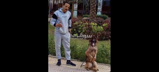 تدريب كلاب البحث والتفتيش للشركات والمؤسسات - 3