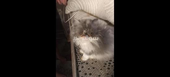 بحرى قهوه فاروق - 2