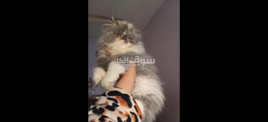 بحرى قهوه فاروق - 3
