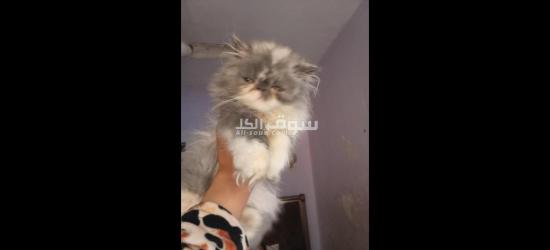 بحرى قهوه فاروق - 6