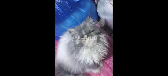 بحرى قهوه فاروق - 7