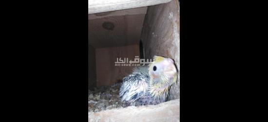 فرخ كوكتيل مصبع تاكيل يدوي - 2