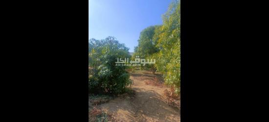 مزرعه للبيع 10 أفدنه بمدخل مستقل - 2