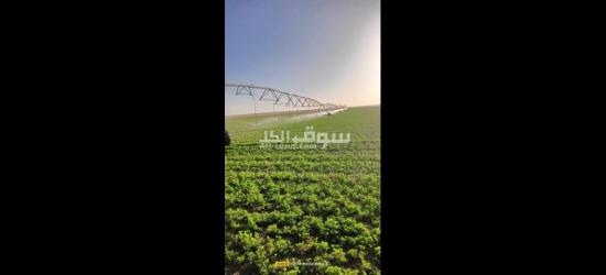 مزارع للبيع