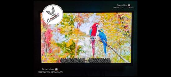 شاشات للبيع 24 بوصة LED FHD IPS سماعات داخلية بالكرتونة و الضمان