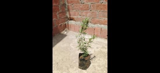 جميع شتلات الزراعه