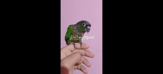 ببغانات جرين شيك