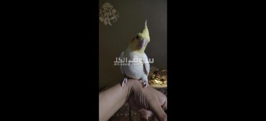 كوكتيل متدرب - 1