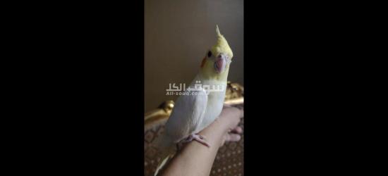 كوكتيل متدرب - 2