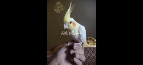 كوكتيل متدرب - 3