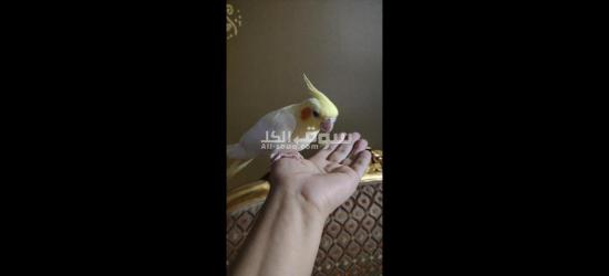كوكتيل متدرب - 4