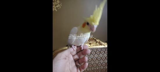 كوكتيل متدرب - 5
