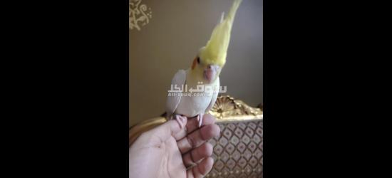 كوكتيل متدرب - 6
