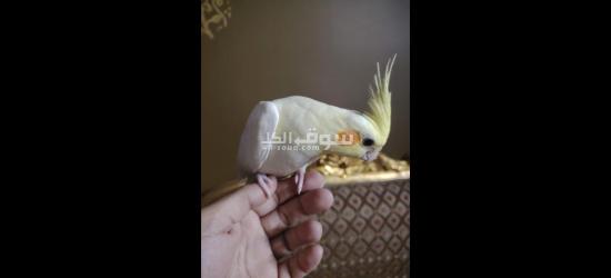 كوكتيل متدرب - 7