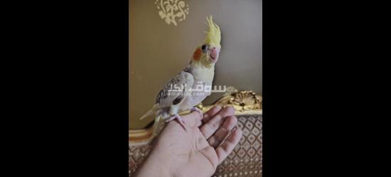كوكتيل متدرب - 8