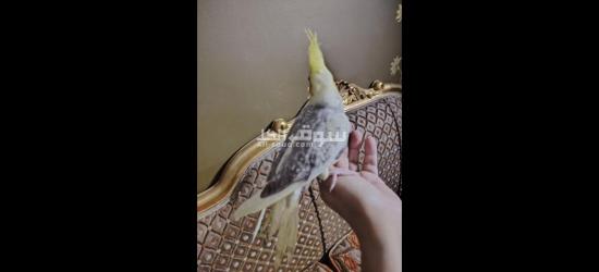 كوكتيل متدرب - 9