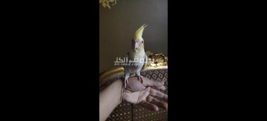كوكتيل متدرب - 10