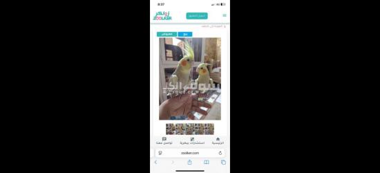 كوكتيل متدرب - 11
