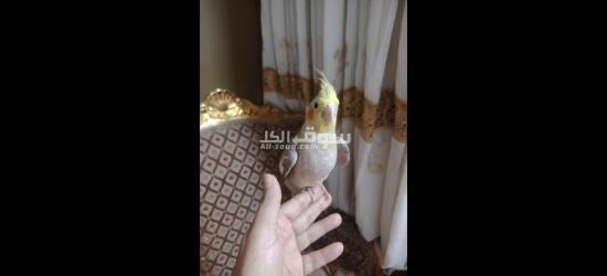 كوكتيل متدرب - 12