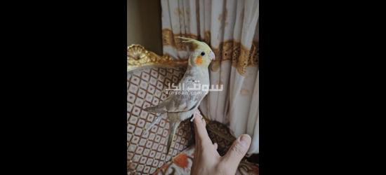 كوكتيل متدرب - 13