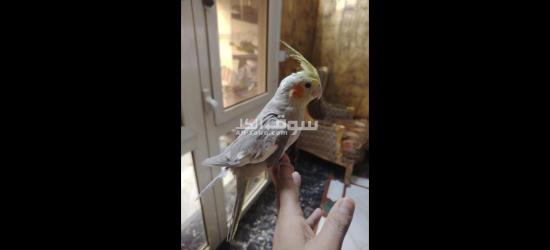 كوكتيل متدرب - 14