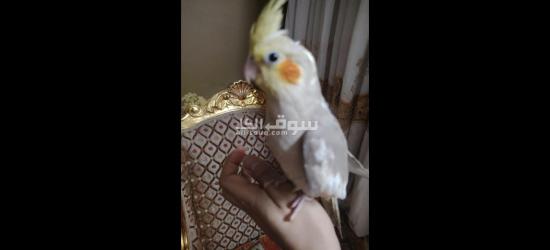 كوكتيل متدرب - 15