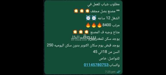 عمال لمصنع تجفيف بصل بمرتب 8400