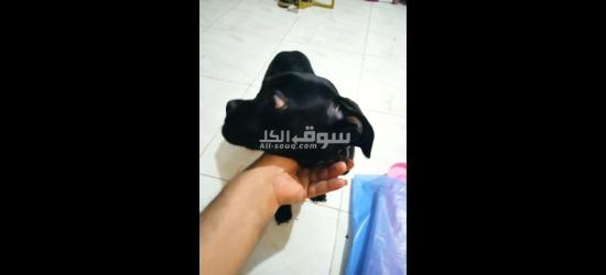 اكتوبر السادس