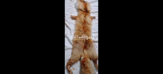 للبيع فرو الثعلب الاصلي - 2