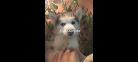 جرو هاسكي بيور للبيع - 1
