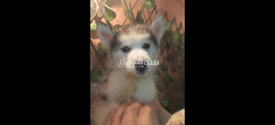 جرو هاسكي بيور للبيع - 2