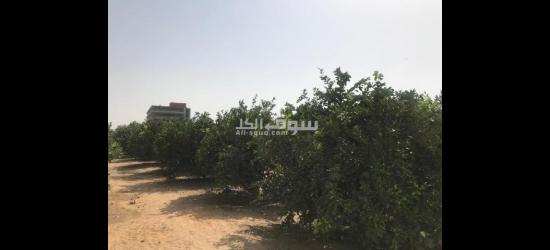 أرض زراعية للببع تصلح لجميع الأغراض - 3
