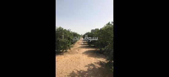 أرض زراعية للببع تصلح لجميع الأغراض - 4